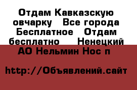 Отдам Кавказскую овчарку - Все города Бесплатное » Отдам бесплатно   . Ненецкий АО,Нельмин Нос п.